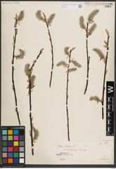 Foto von Salix caprea L.